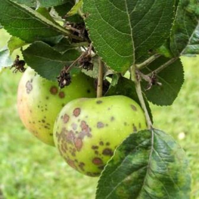 уражені плоди яблук